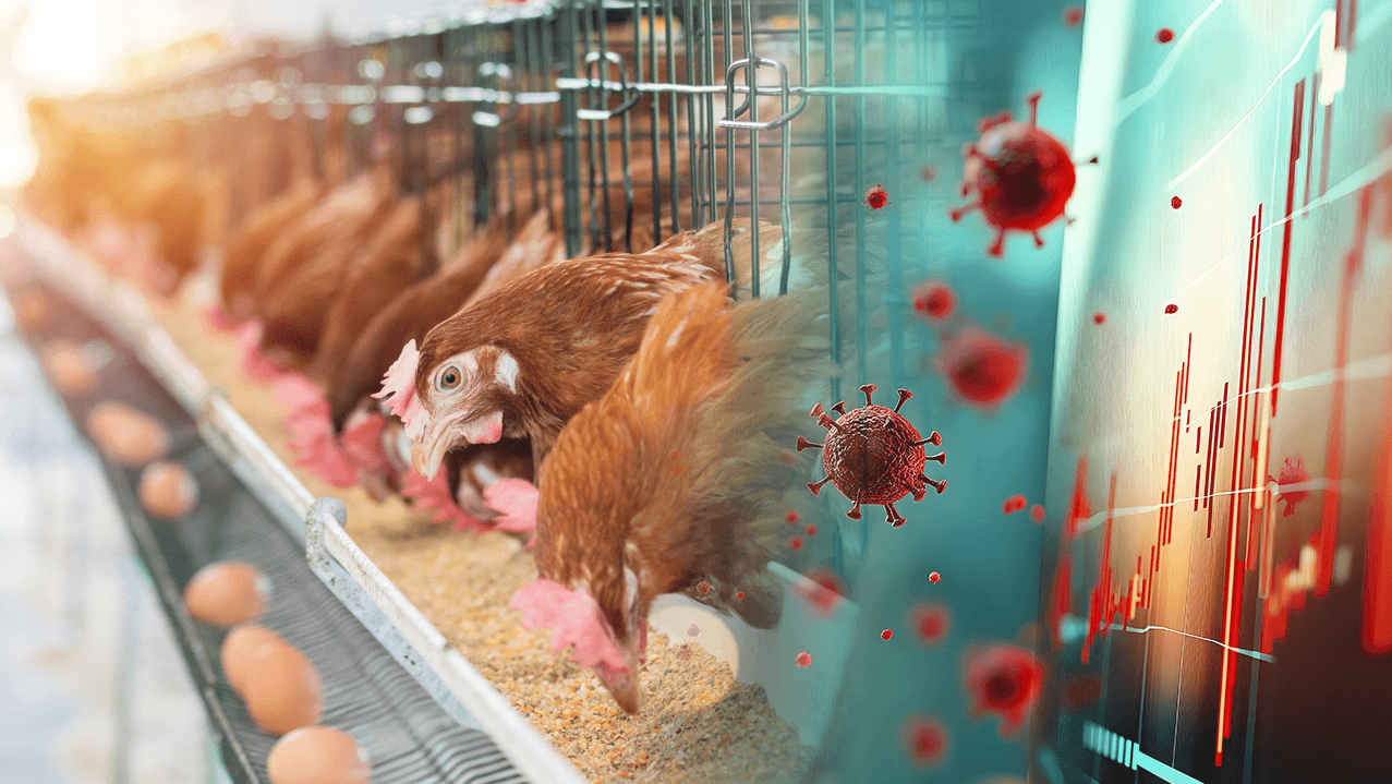 RIR Website Chicken Picture